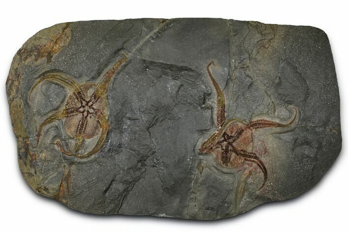 Two, Huge Ordovician Brittle Stars (Ophiura) - Morocco #372459